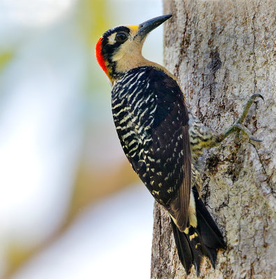 Black-cheeked Woodpecker