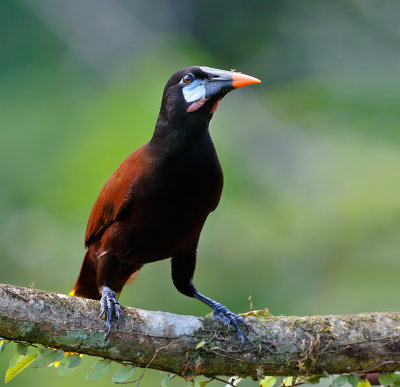 Montezuma Oropendola