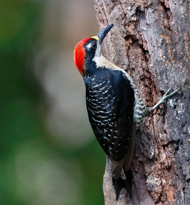 Black-cheeked Woodpecker