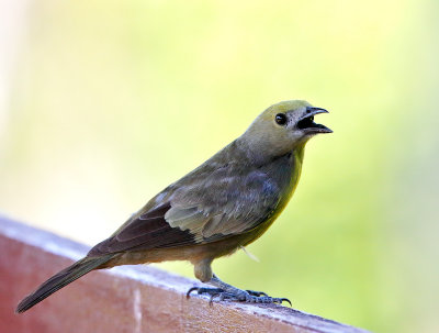 Palm Tanager