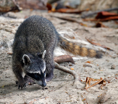 Common Raccoon