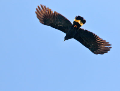 Hook-billed Kite