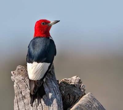 Red-headed Woodpecker