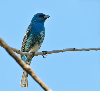 Indigo x Lazuli Bunting hybrid