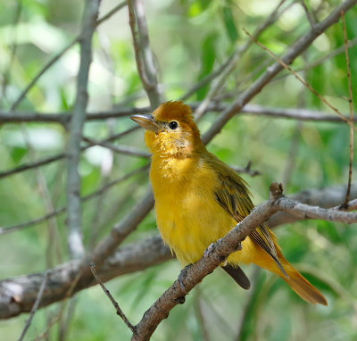 Summer Tanager