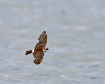 Violet-green Swallow