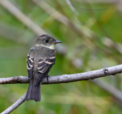 Eastern Wood-Pewee