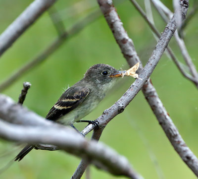 Eastern Wood-Pewee