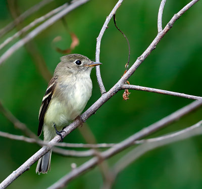 Least Flycatcher