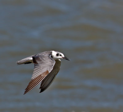 Black Tern