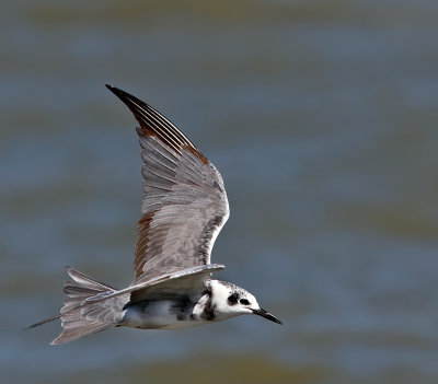 Black Tern