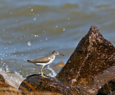 Spotted Sandpiper