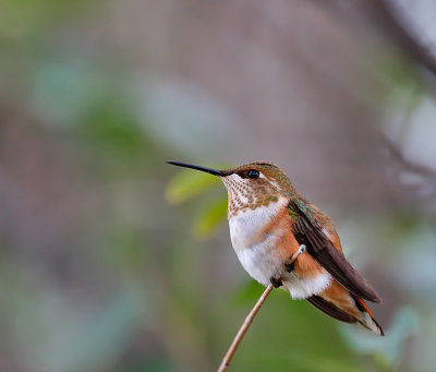 Rufous Hummingbird