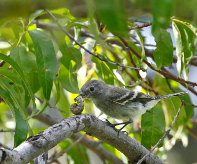 Gray Flycatcher