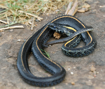 Western Black-necked Gartersnake