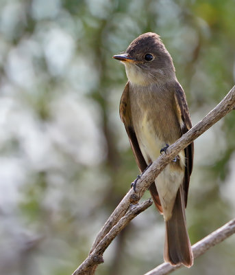 Western Wood-Pewee