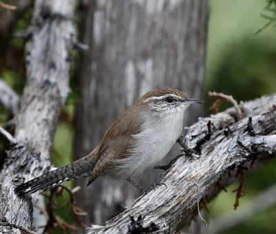 Bewicks Wren