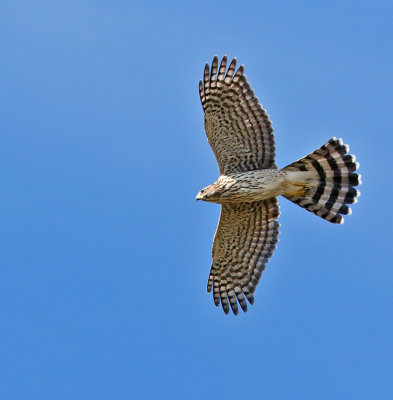 Cooper's Hawk