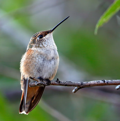 Rufous Hummingbird