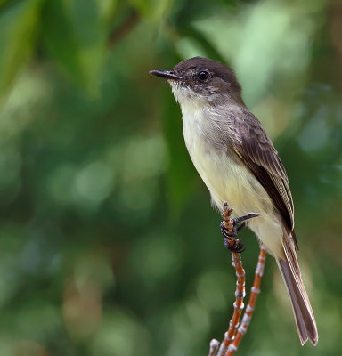 Eastern Phoebe