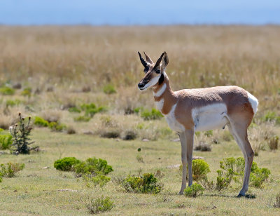 Pronghorn