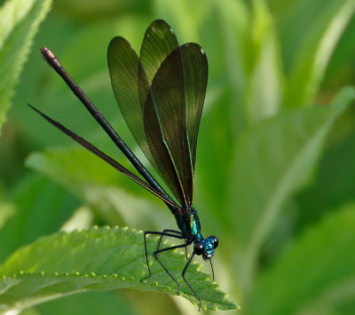 Ebony Jewelwing