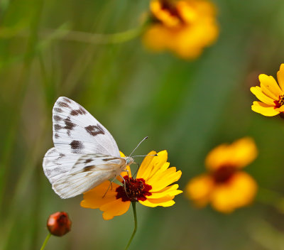 Checkered White