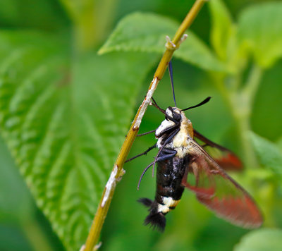 Snowberry Clearwing