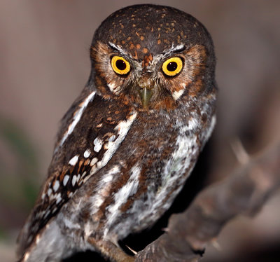 Elf Owl