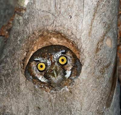 Elf Owl