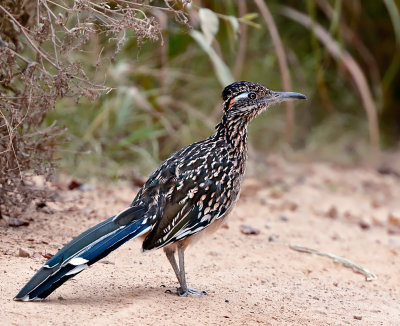 Greater Roadrunner