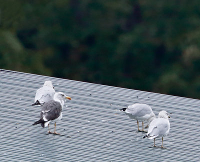 Lesser Black-backed Gull