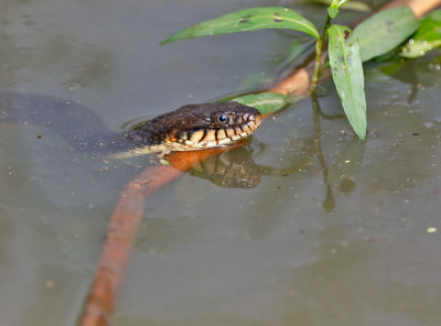 Plain-bellied Watersnake