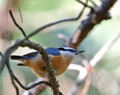 Red-breasted Nuthatch