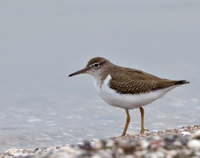 Spotted Sandpiper