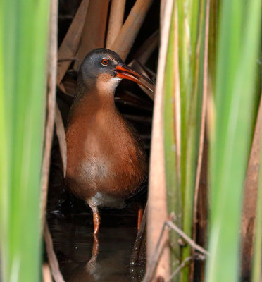 Virginia Rail