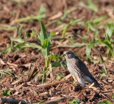 Merlin