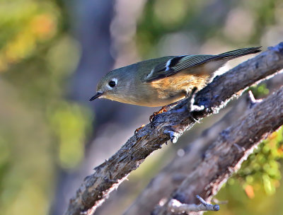 Ruby-crowned Kinglet