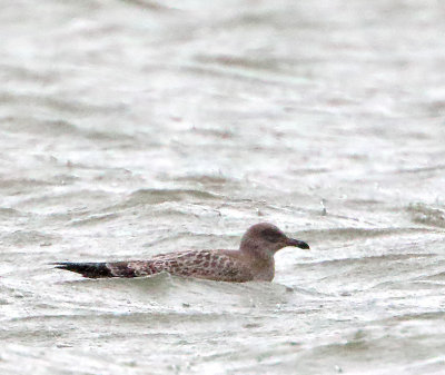 California Gull