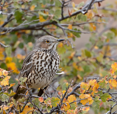 Sage Thrasher