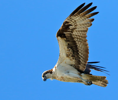 Osprey