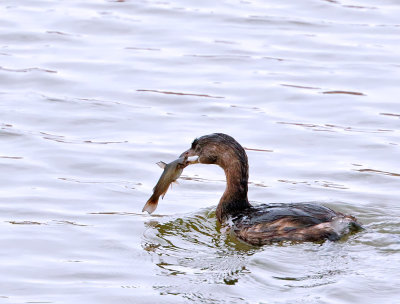 Pied-billed Grebe