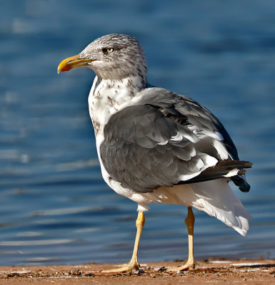 Lesser Black-backed Gull