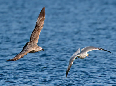 Herring Gull