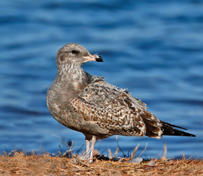 California Gull