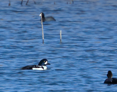 Barrow's Goldeneye