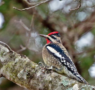 Yellow-bellied Sapsucker