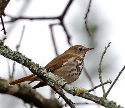 Hermit Thrush