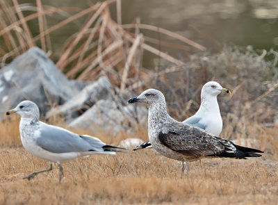 Lesser Black-backed Gull