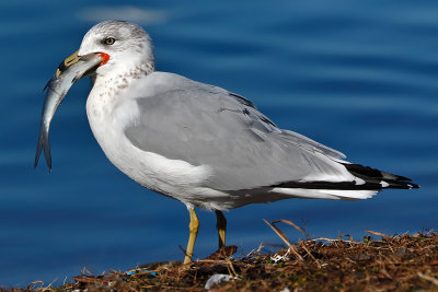 Ring-billed Gull